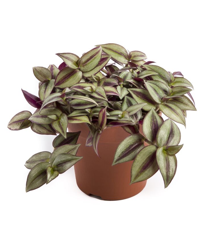 Tradescantia: Zebrina