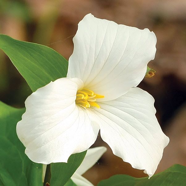 Trillium: Great White