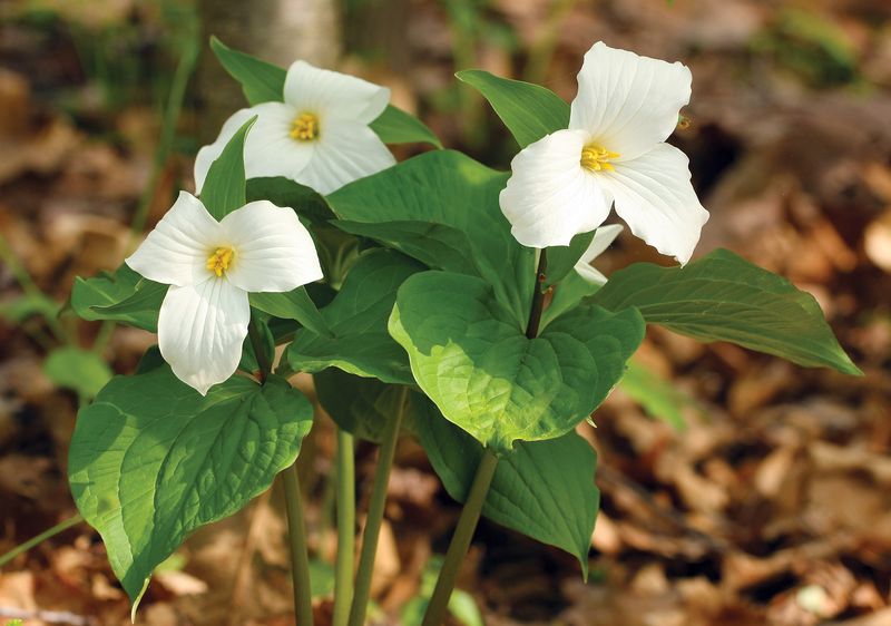 Trillium: Great White