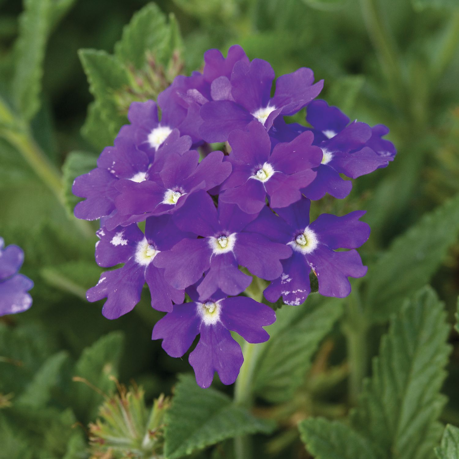 Verbena - Lanai: Blue