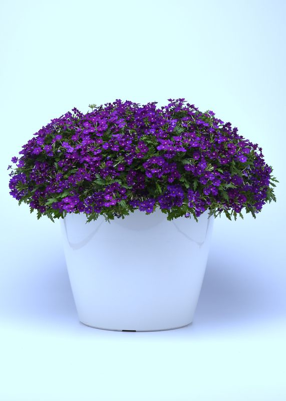 Verbena - Lanai: Blue