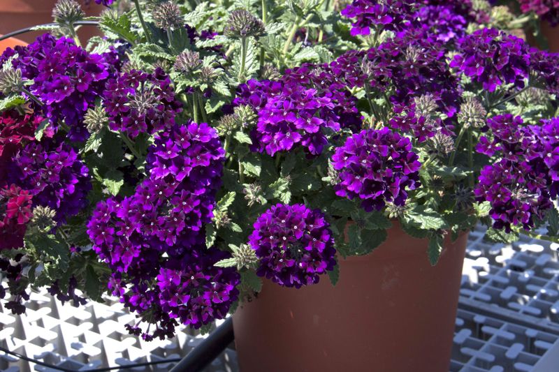 Verbena - Lascar: Black Velvet