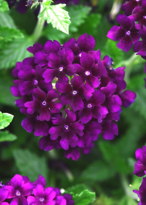 Verbena - Lascar: Black Velvet