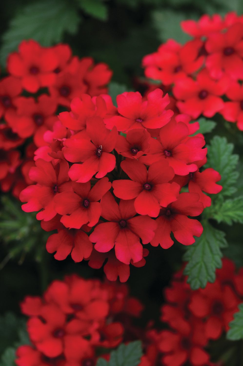 Verbena - Lascar: Dark Red
