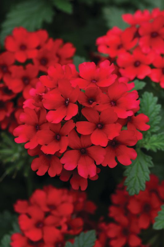 Verbena - Lascar: Dark Red