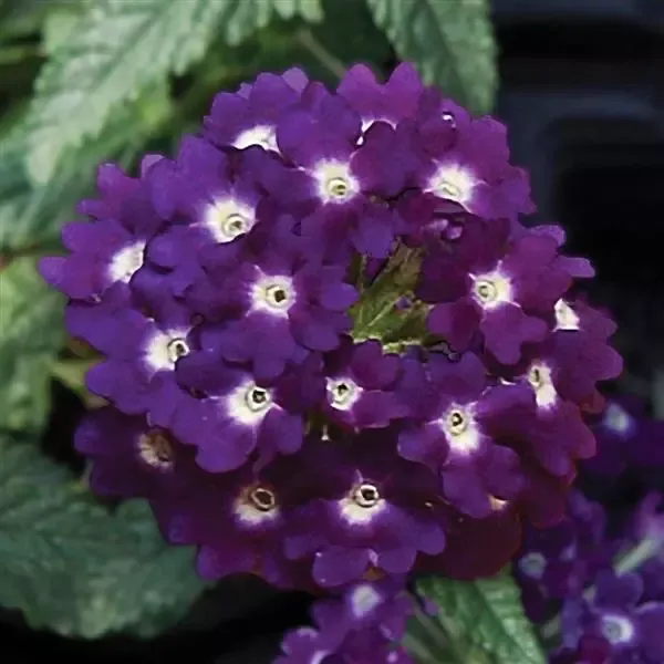 Verbena - Lascar: Dark Violet