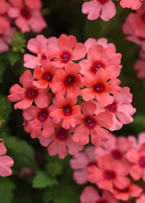 Verbena - Lascar: Mango Orange