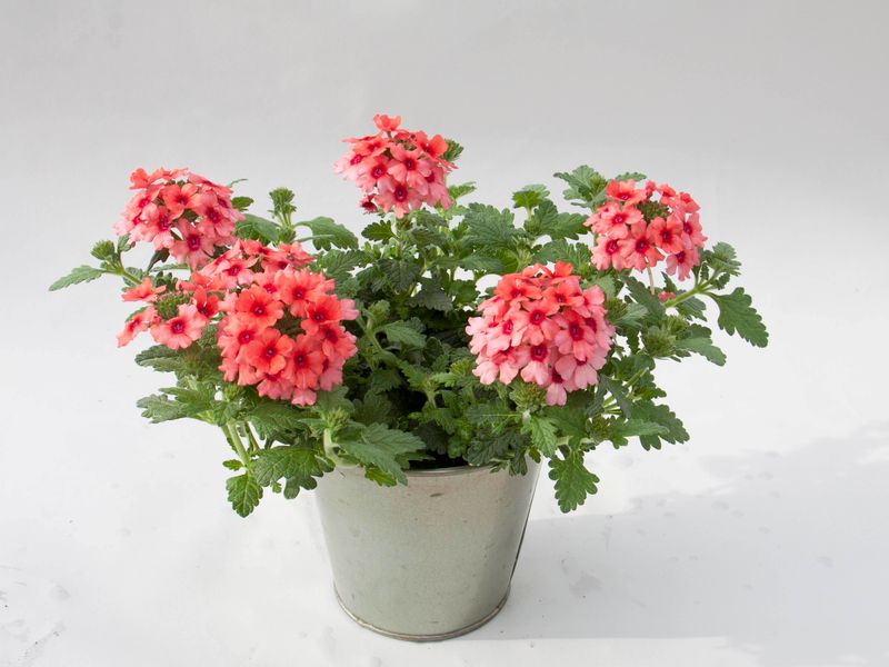 Verbena - Lascar: Mango Orange