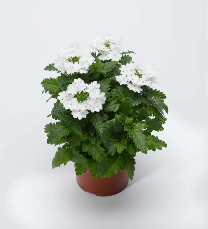 Verbena - Lascar: White