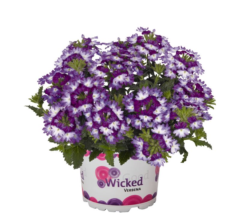 Verbena - Wicked: Great Grape