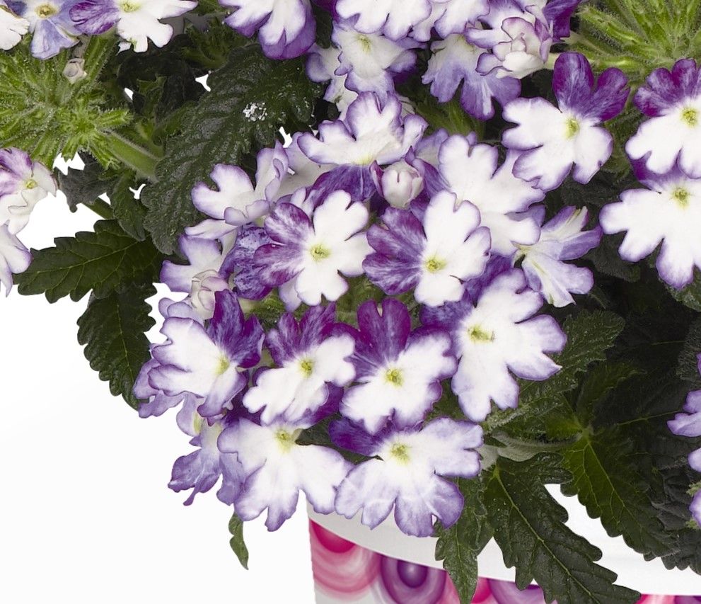 Verbena - Wicked: Cool Blue