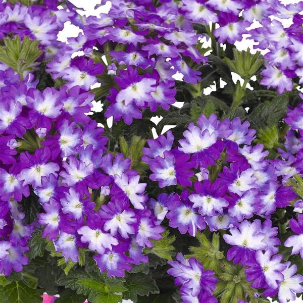 Verbena - Wicked: Great Grape