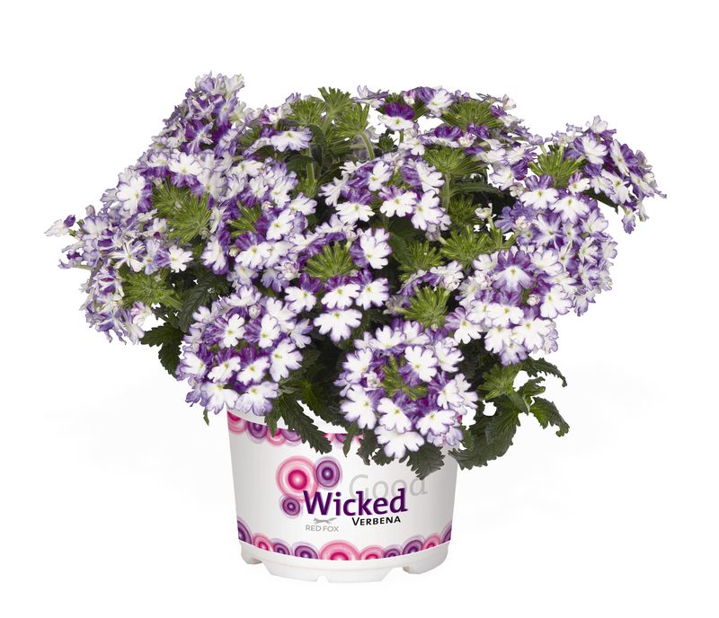 Verbena - Wicked: Cool Blue