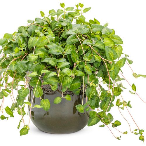 Vinca Vine - Major: Maculata