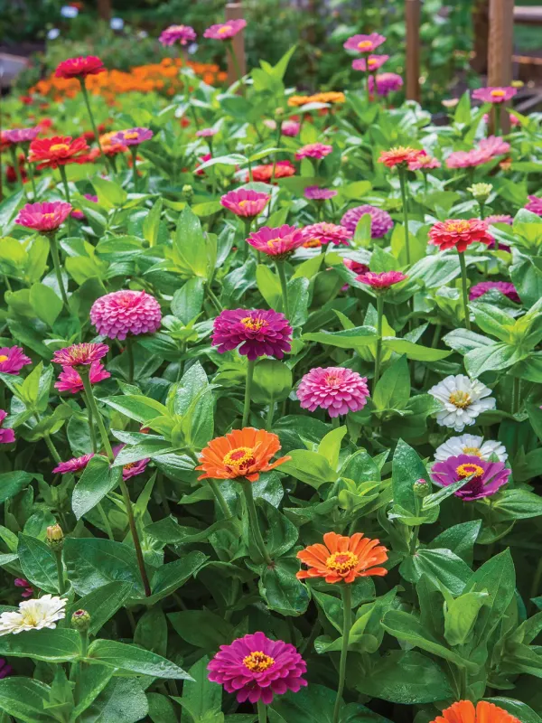 Zinnia: Benary's Giant Mix