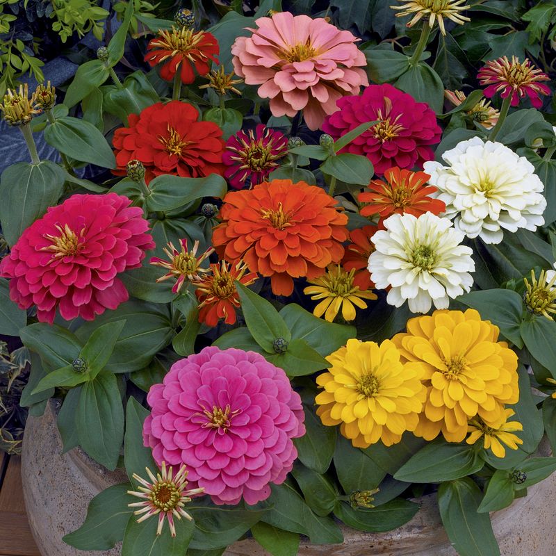 Zinnia: Magellan Mix