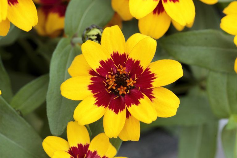 Zinnia - Profusion: Red Yellow Bicolour