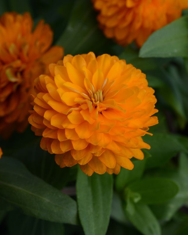 Zinnia - Zahara: Double Bright Orange