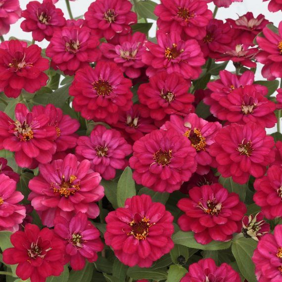 Zinnia - Profusion: Double Hot Cherry