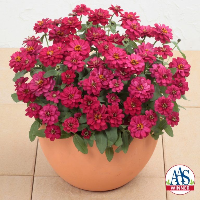 Zinnia - Profusion: Double Hot Cherry