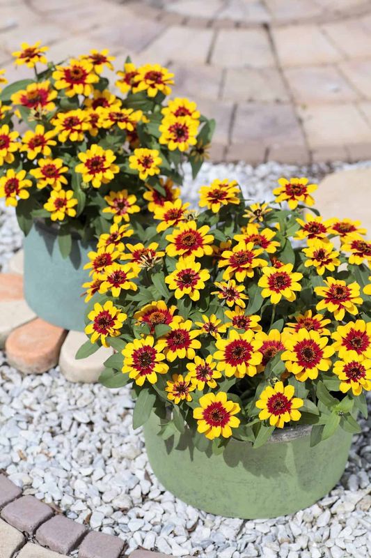 Zinnia - Profusion: Red Yellow Bicolour