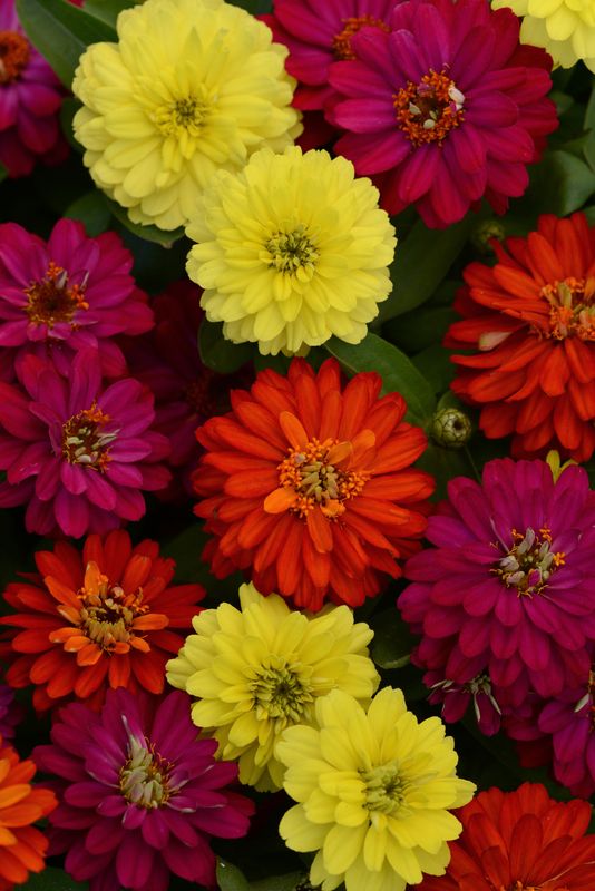 Zinnia - Zahara: Double Brilliant Mix