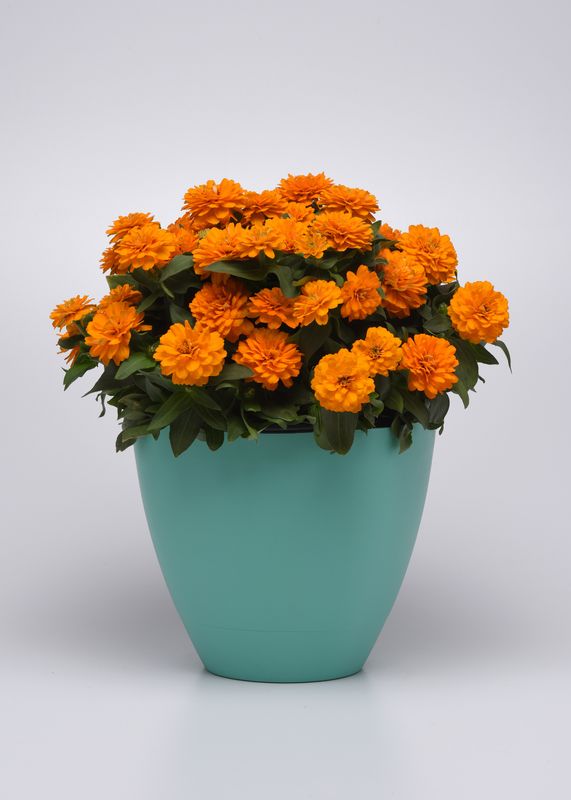 Zinnia - Zahara: Double Bright Orange