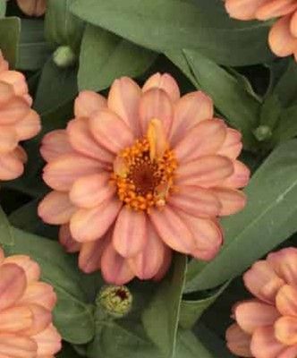 Zinnia - Zahara: Double Deep Salmon Zinnia - Zahara: Double Deep Salmon