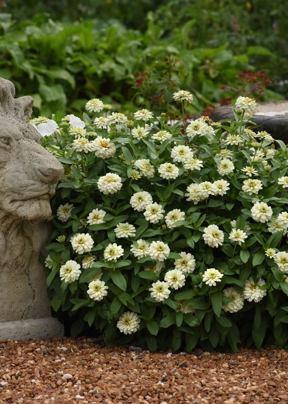 Zinnia - Zahara: Double White