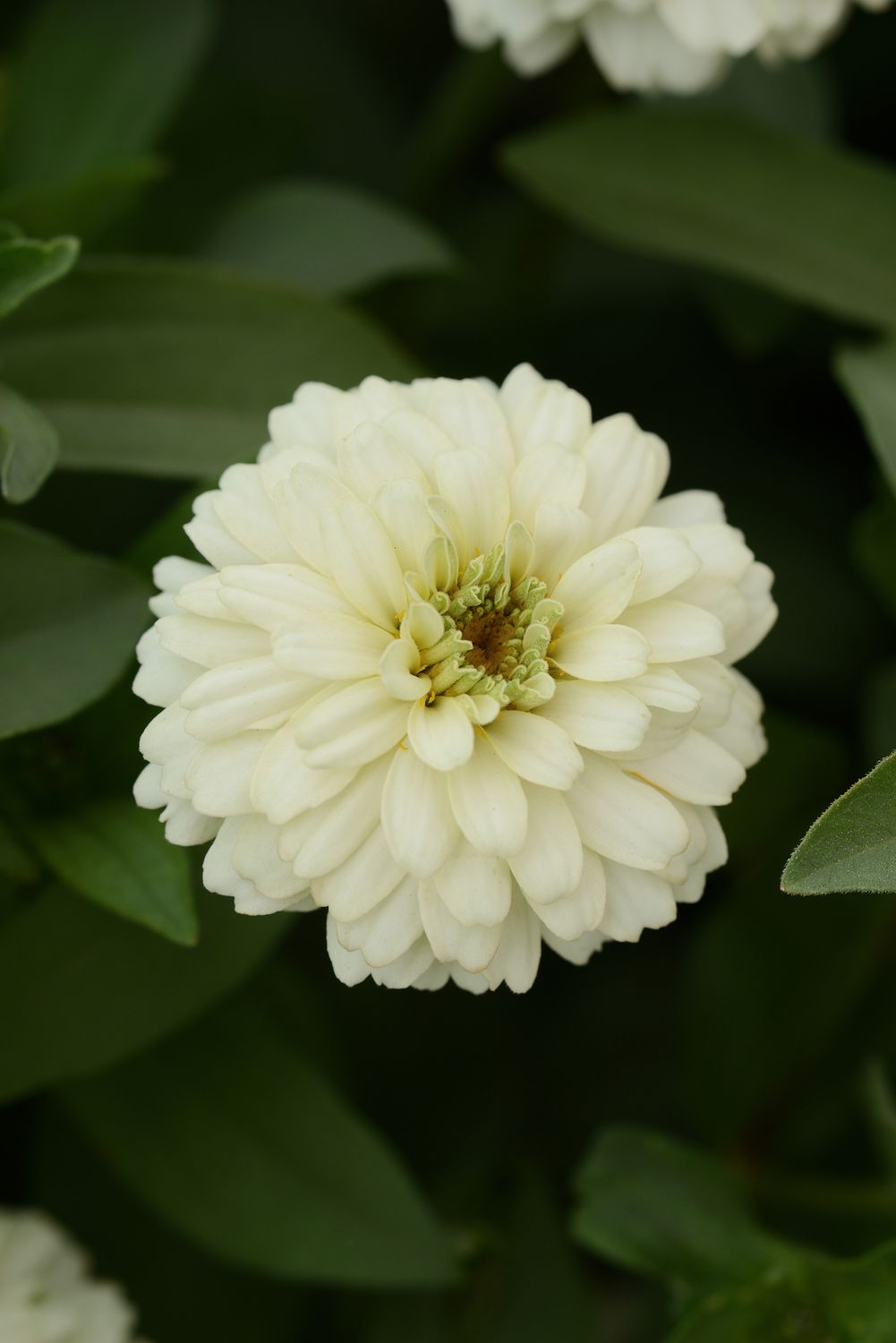 Zinnia - Zahara: Double White