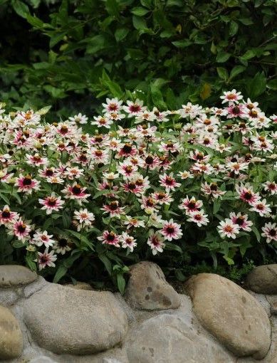 Zinnia - Zahara: Starlight Rose