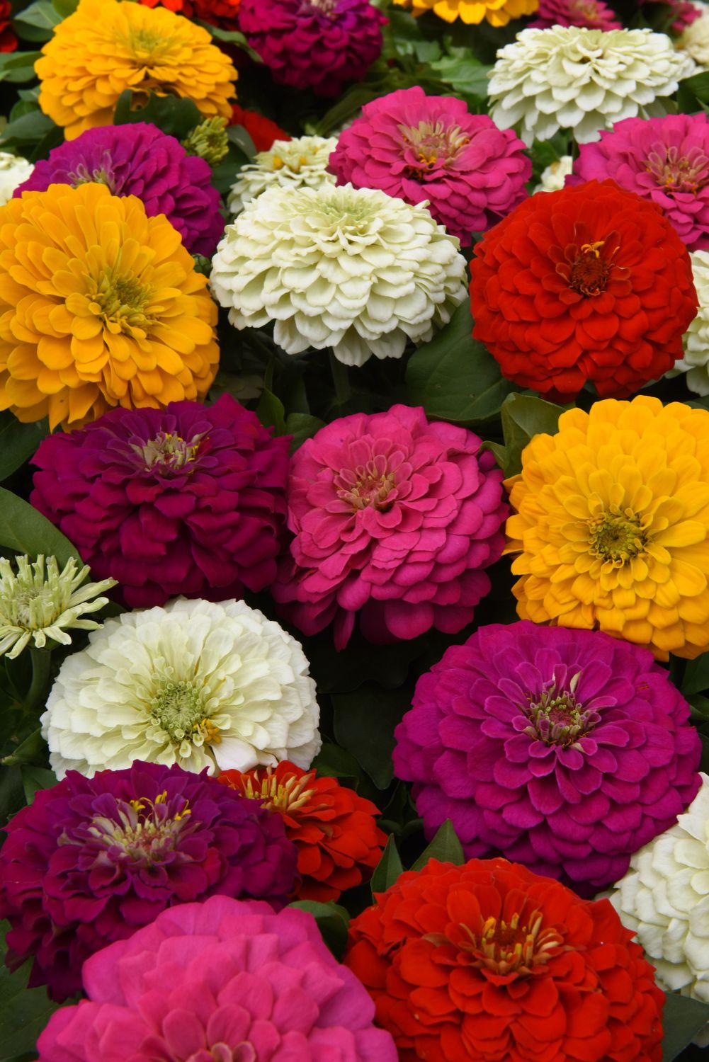 Zinnia: Zesty Mix