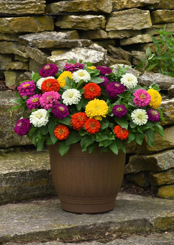 Zinnia: Zesty Mix