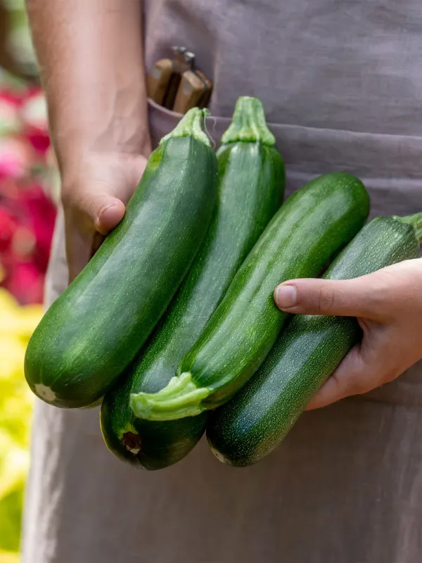 Zucchini: Dark Green
