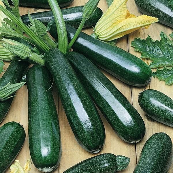 Zucchini: Dark Green