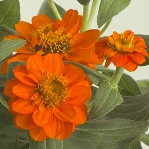 Zinnia - Profusion: Double Fire