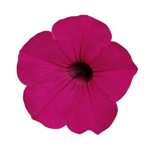 Petunia - Tidal Wave: Purple Petunia - Tidal Wave: Purple