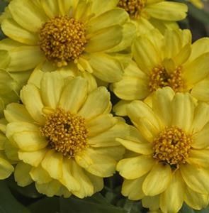 Zinnia - Profusion: Double Yellow