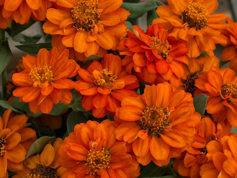 Zinnia - Profusion: Double Fire