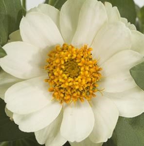 Zinnia - Profusion: Double White