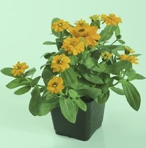 Zinnia - Profusion: Double Yellow