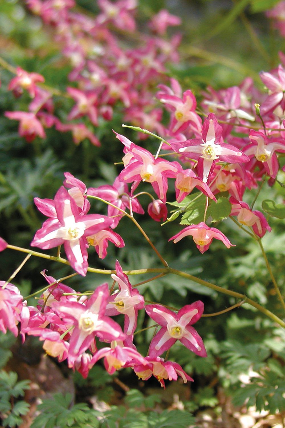 Epimedium: Rubrum