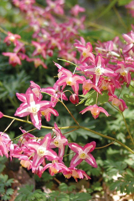 Epimedium: Rubrum