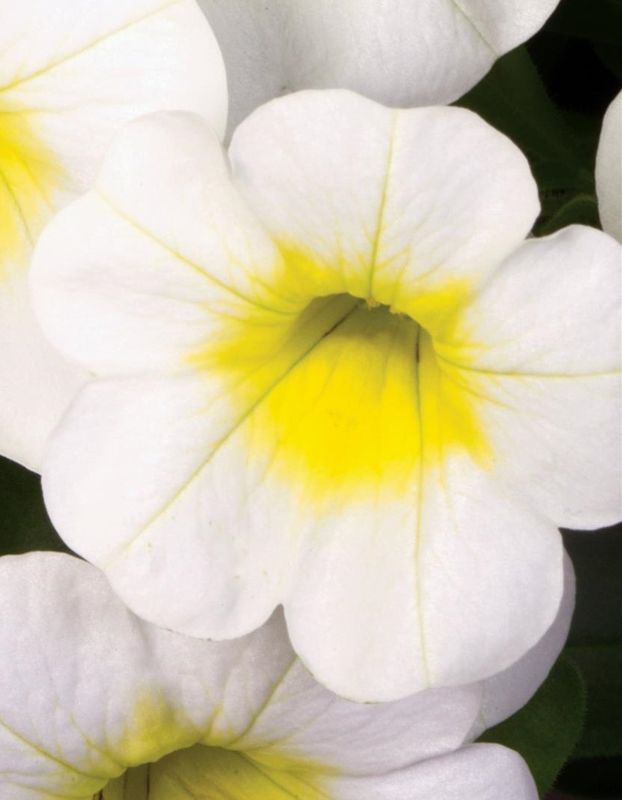 Calibrachoa - Calibasket: Sunny Side