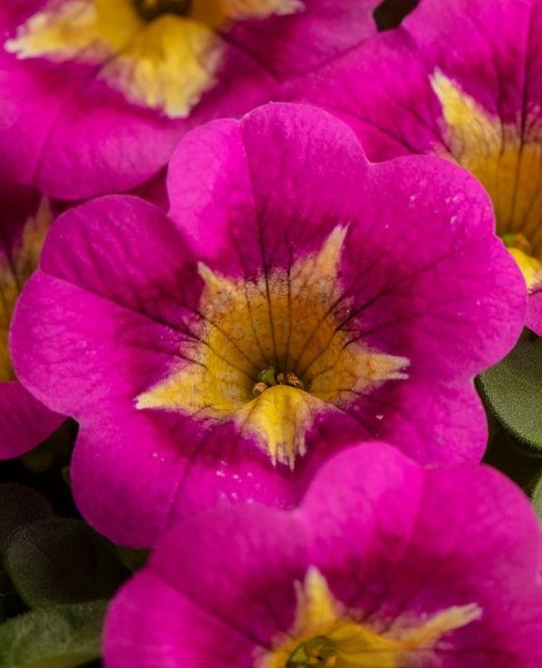 Calibrachoa - Caliloco: Razzle Dazzle