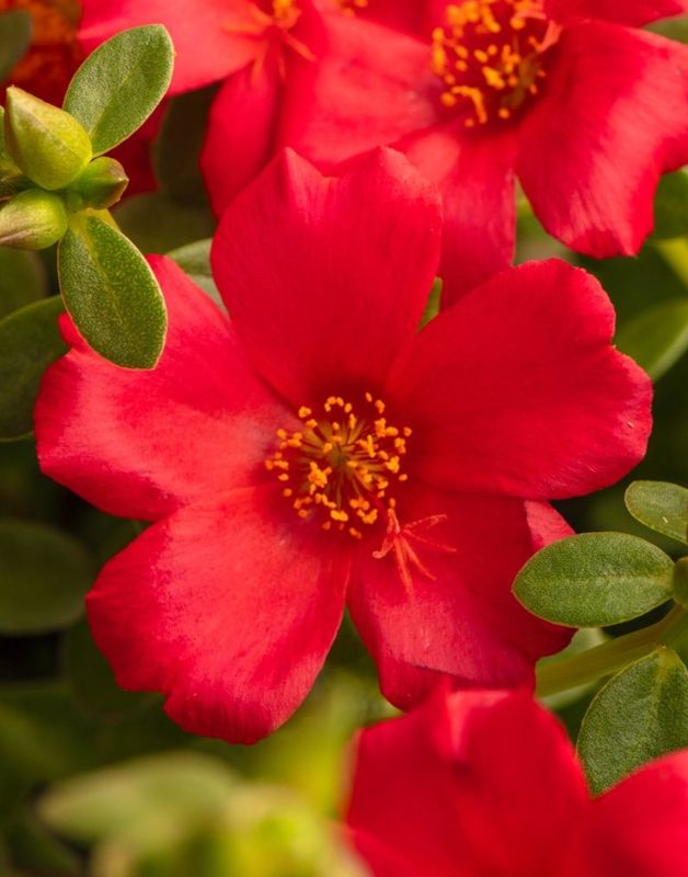 Portulaca - SeaGlass: Red