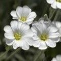 Cerastium Tomentosum (Snow-in-Summer)