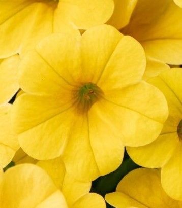 Calibrachoa - Calitastic: Butter