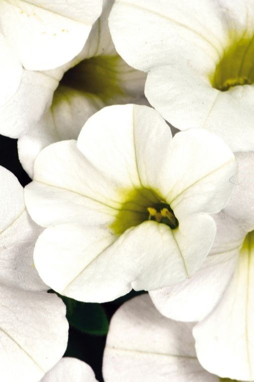 Calibrachoa - Calitastic: White