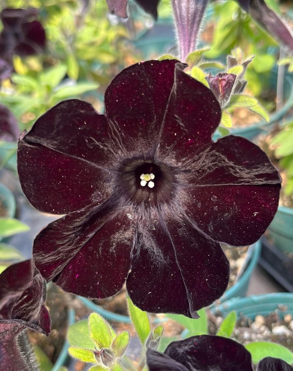 Petunia - Crazytunia: Black Mamba
